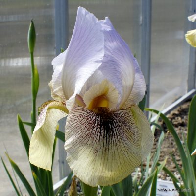 Iris 'Bhutan'
