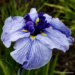 Iris 'Blue Spritz'
