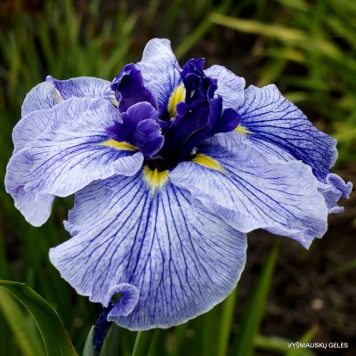 Iris 'Blue Spritz'