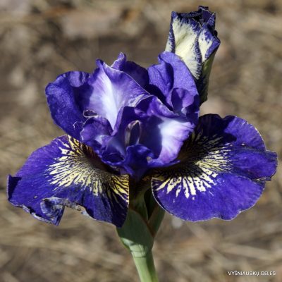 Iris 'Boys' Night Out'
