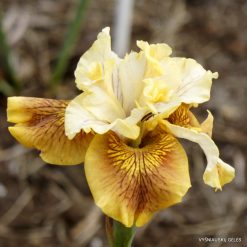 Iris 'Buttermilk Pie'