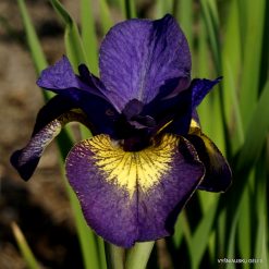 Iris 'Chasing Fireflies'