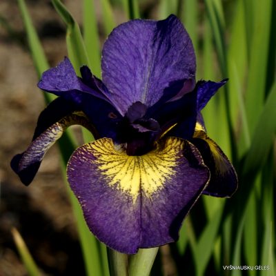 Iris ‘Chasing Fireflies’