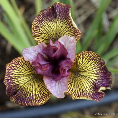 Iris 'Complex Character' (2)