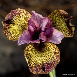 Iris 'Complex Character'