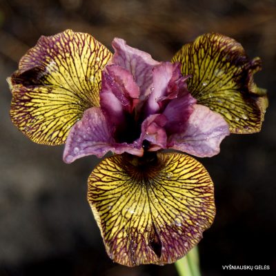 Iris 'Complex Character'