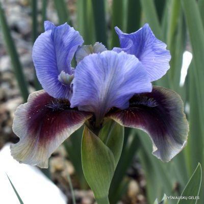 Iris 'Confederate' (2)