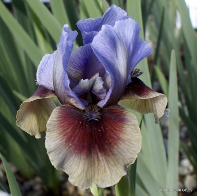 Iris ‘Confederate’