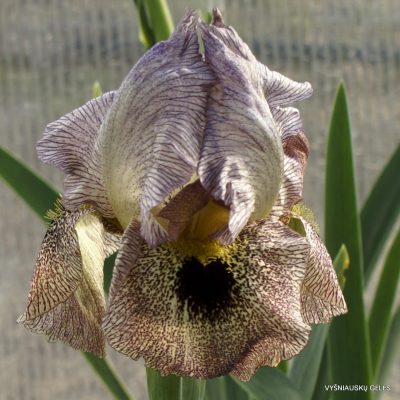 Iris 'Eglon' (2)