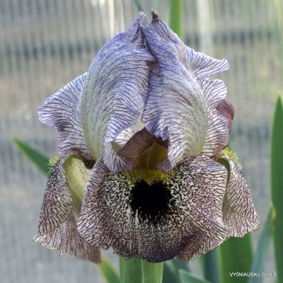 Iris 'Eglon'