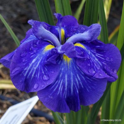 Iris ‘Electric Rays’