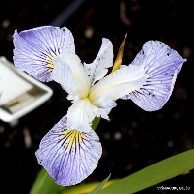 Iris 'Fauxmo'