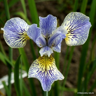 Iris 'Foretell' (2)