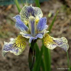 Iris 'Foretell'