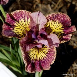 Iris 'Full Of Beans'