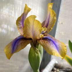 Iris 'Genetic Artist' (2)
