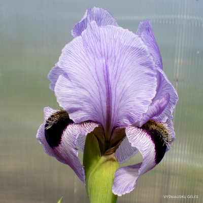 Iris 'Hananiah' (2)