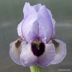 Iris 'Hananiah'