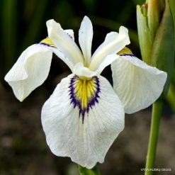 Iris 'Hoch Hinaus'