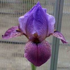 Iris 'Hunt's Dorcom'