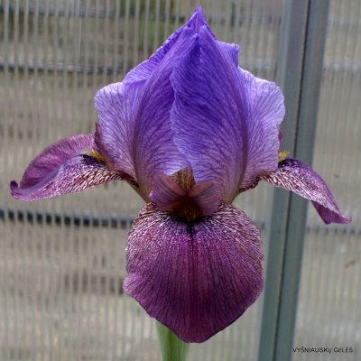Iris 'Hunt's Dorcom'