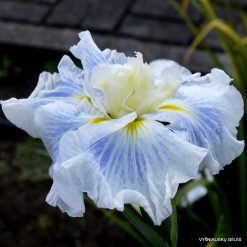 Iris 'Japanese Silk'