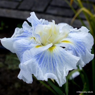 Iris 'Japanese Silk'