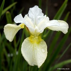 Iris 'Joan Of Lorraine'