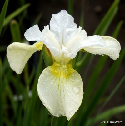 Iris ‘Joan Of Lorraine’