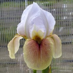Iris 'Kalifa Gulnare''