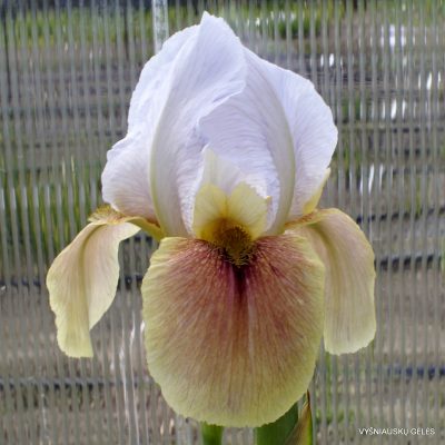 Iris ‘Kalifa Gulnare”