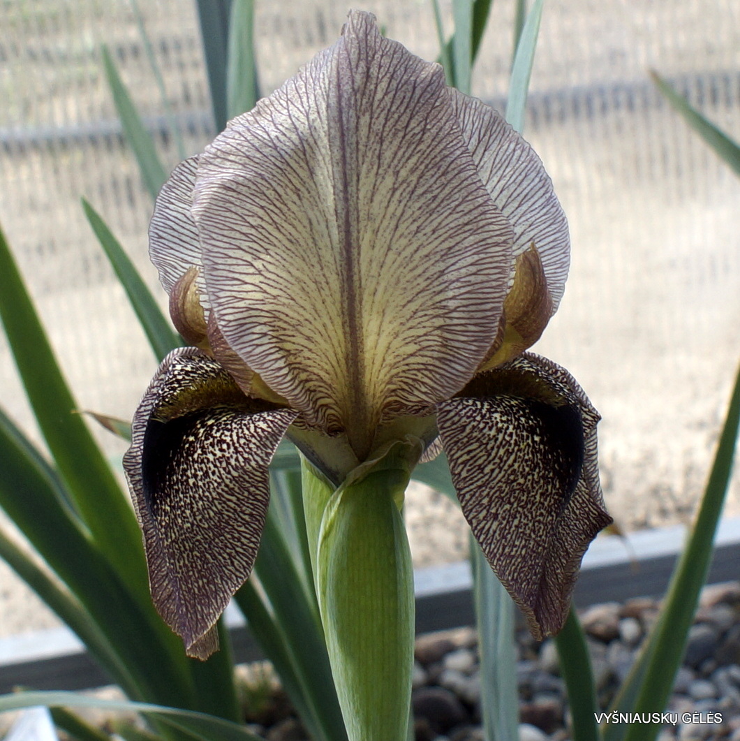 Iris 'Kedesh' (2)
