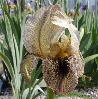 Iris 'Kedesh'