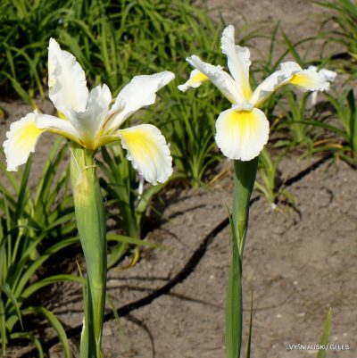 Iris 'Kupailo' (2)