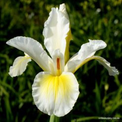 Iris 'Kupailo'
