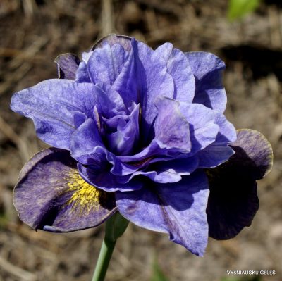 Iris 'Make Mine A Double'
