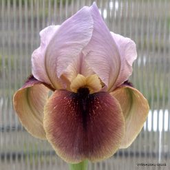 Iris 'Merriglow'