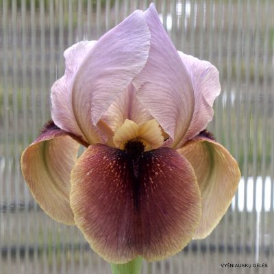 Iris 'Merriglow'