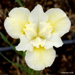 Iris 'Miz Liz'