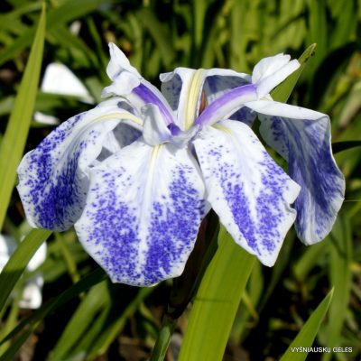 Iris 'Mottled Beauty'