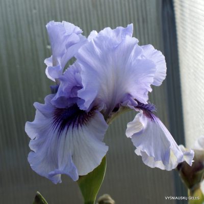 Iris 'Perry Dyer' (2)