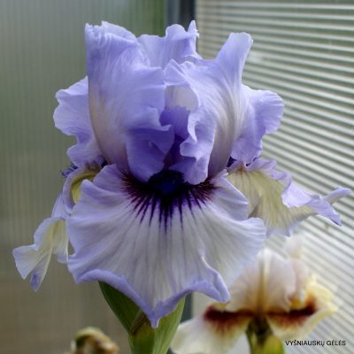 Iris 'Perry Dyer'