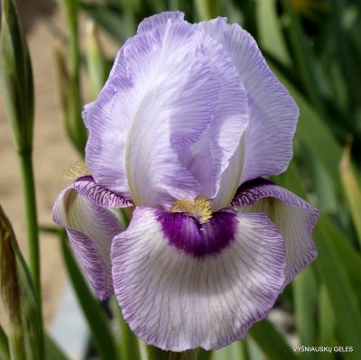 Iris 'Persian Raspberry' (2)