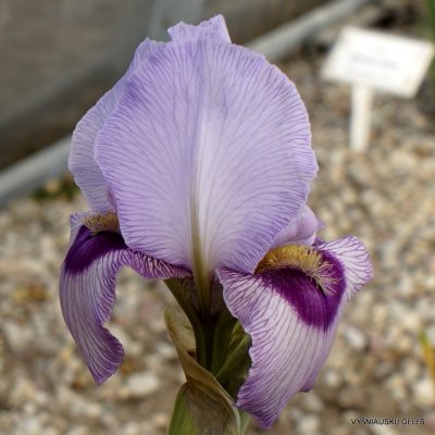 Iris ‘Persian Raspberry’