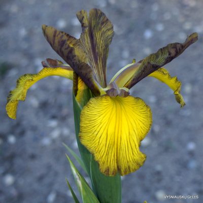 Iris ‘Pestrokřídlec’