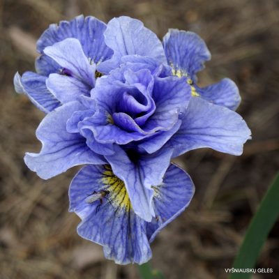 Iris 'Petalicious' (2)