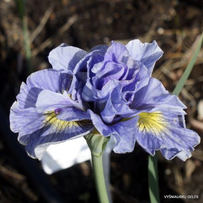 Iris 'Petalicious'
