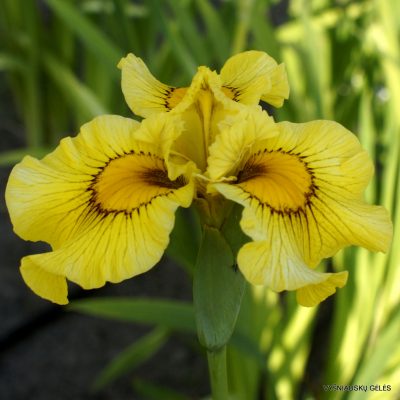 Iris 'Polly Wolly Doodle' (2)