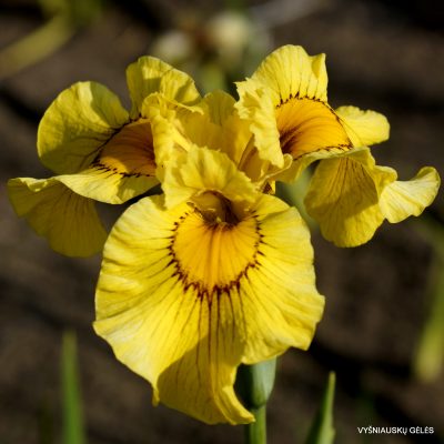 Iris ‘Polly Wolly Doodle’