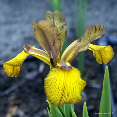 Iris 'Přislib'